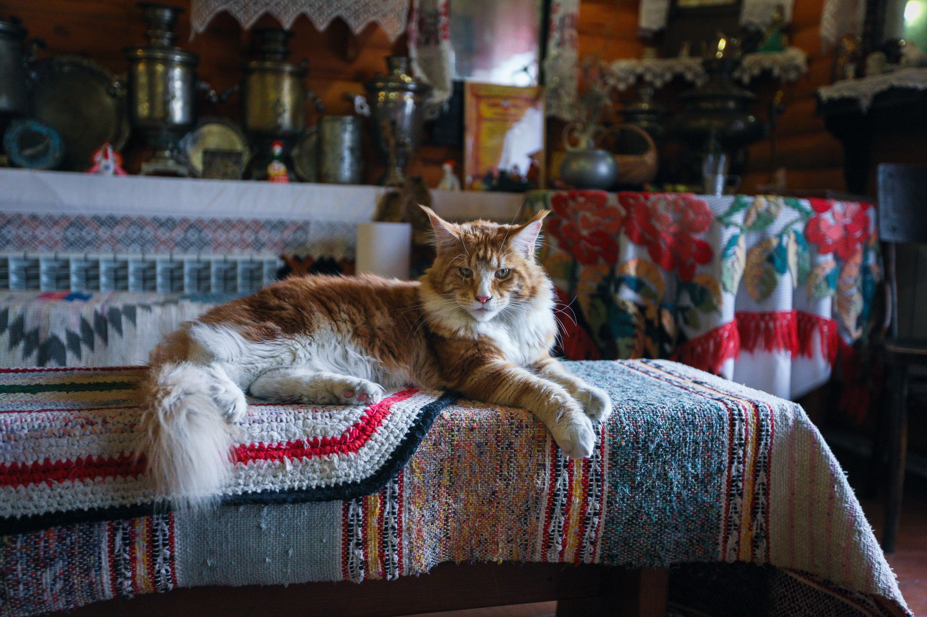 Cat resting comfortably at home