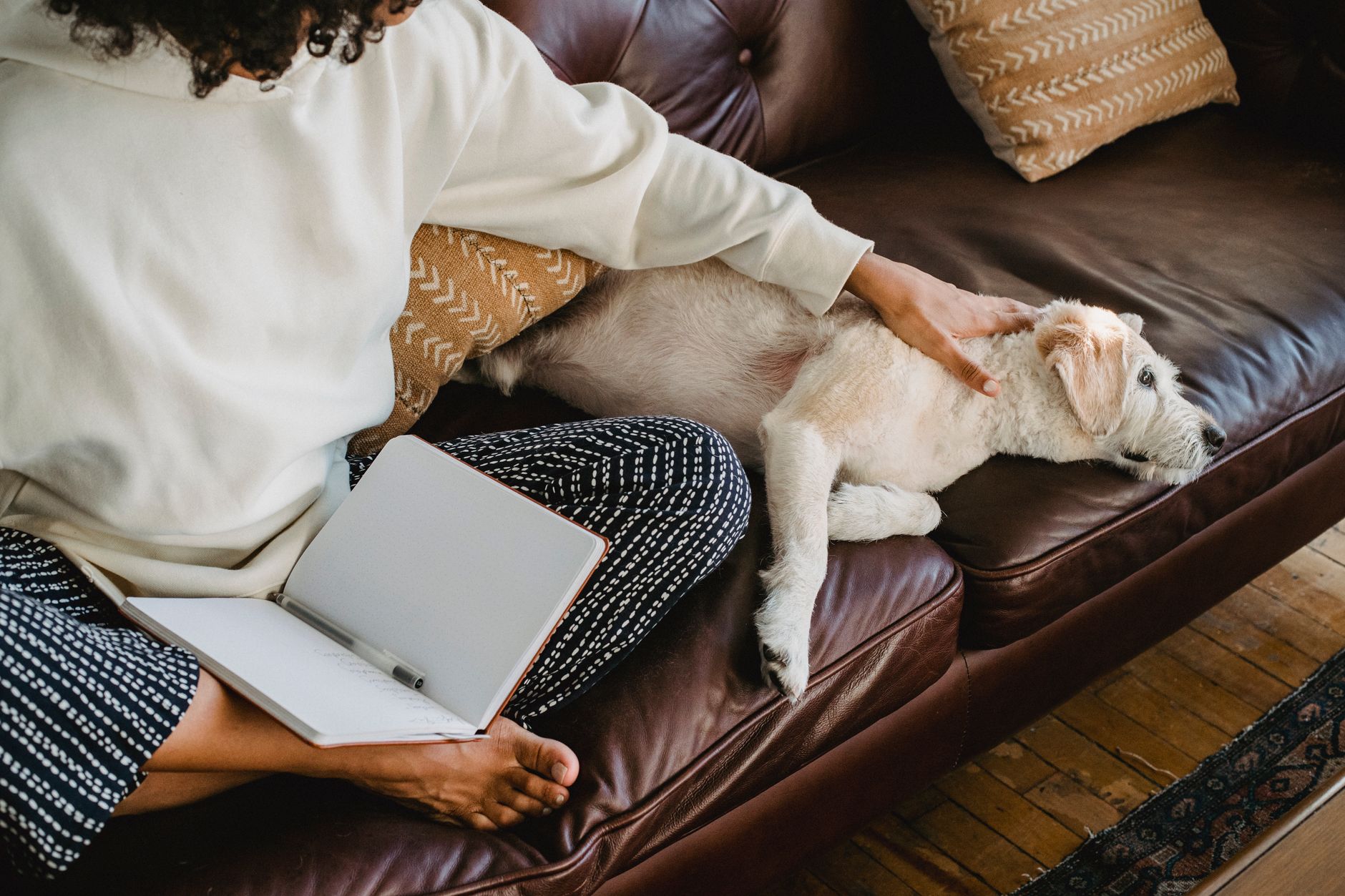 Dog resting on a couch at home