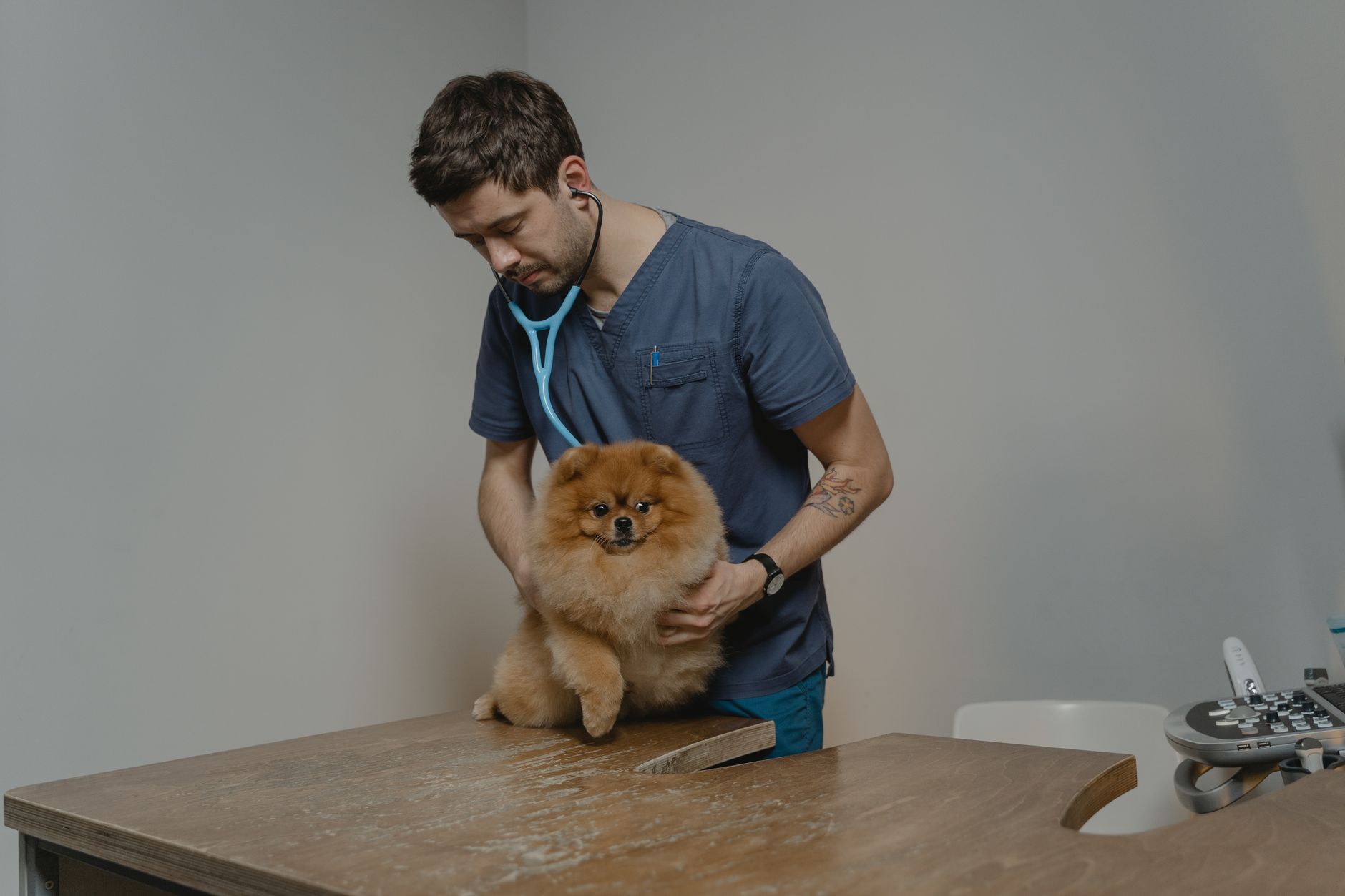 Veterinarian caring for a pet during a checkup